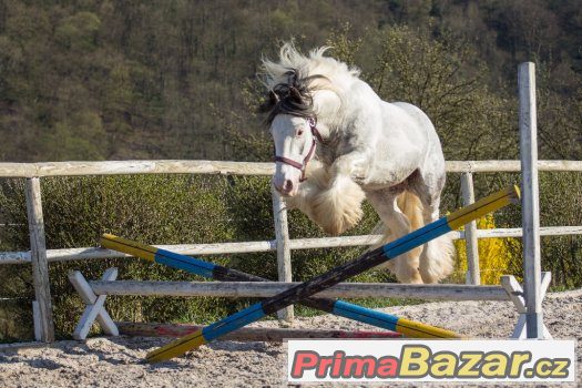 Připouštění hřebcem irského coba - tobiano - – fotografie 1