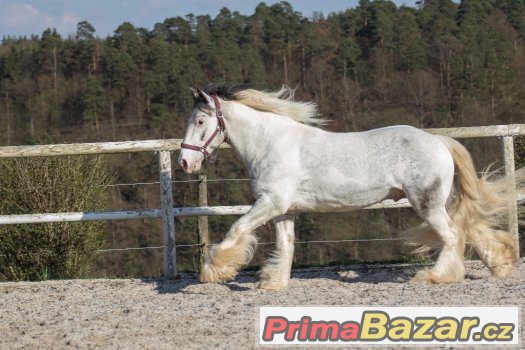 Připouštění hřebcem irského coba - tobiano - – fotografie 3
