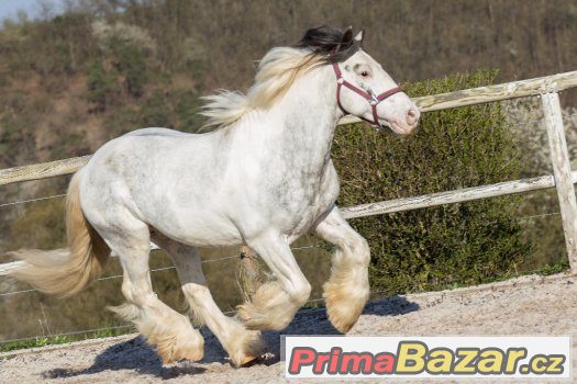 Připouštění hřebcem irského coba - tobiano - – fotografie 4