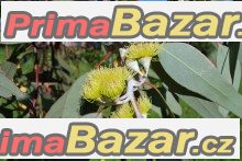 Eucalyptus Wordwadii - semena – fotografie 1