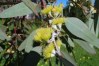 Eucalyptus Wordwadii - semena