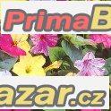 Mirabilis mix - semena – fotografie 1