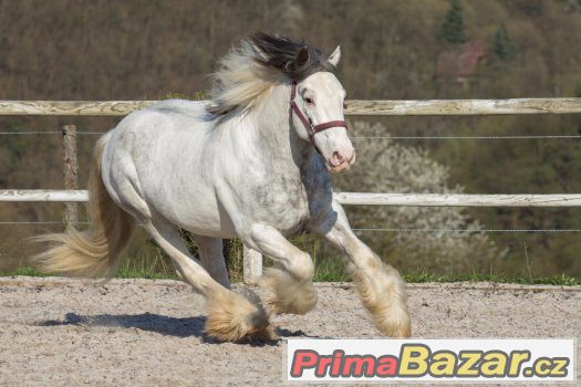 Připouštění elitním hřebcem irského coba - tobiano – fotografie 2