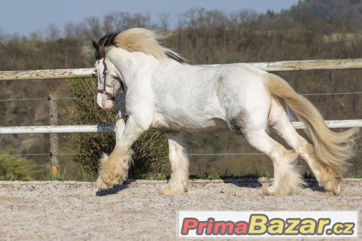 Připouštění elitním hřebcem irského coba - tobiano – fotografie 3