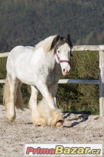 Připouštění elitním hřebcem irského coba - tobiano – fotografie 4