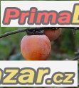 Diospyros Virgniana - semena – fotografie 1