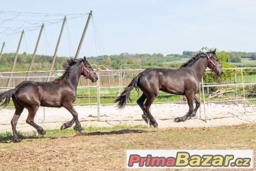 2 letos roční fríské kobči zapsané v hlavní plem.knize – fotografie 3