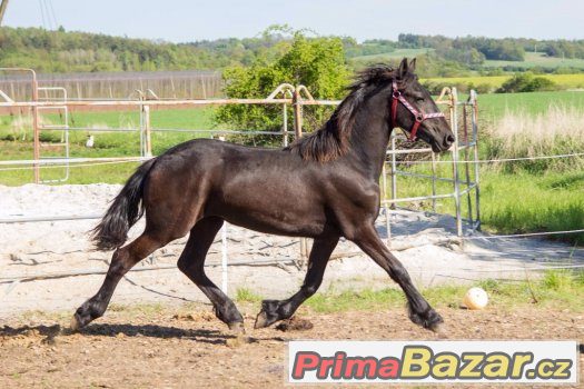 2 letos roční fríské kobči zapsané v hlavní plem.knize – fotografie 4