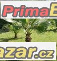 Washingtonia Robusta - naklíčená semena – fotografie 1