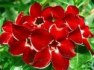 Adenium Dragon siam - semena