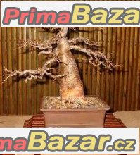Baobab Adansonia digitata - semena – fotografie 1