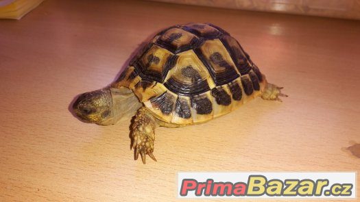 Testudo hermanni hermanni - samec – fotografie 2