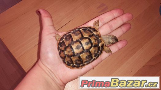 Testudo hermanni hermanni - samec – fotografie 4