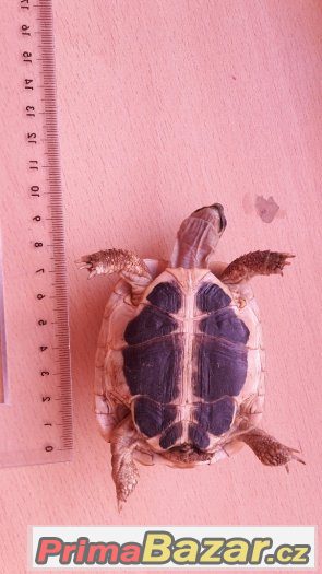 Testudo hermanni hermanni - samec – fotografie 5