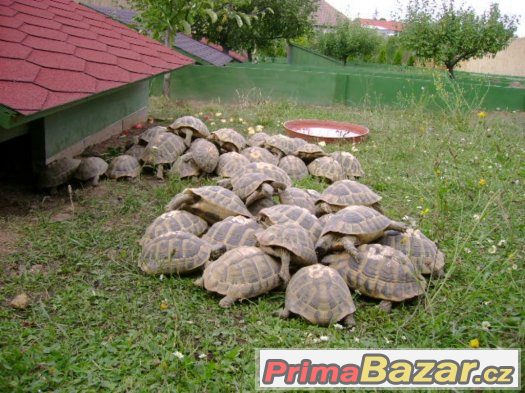 Prodám malé suchozemské želvy – fotografie 4