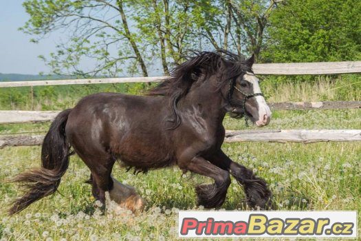 Letos dvouletí valaši irského coba- SLEVA – fotografie 2