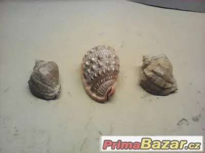 Dekorativní mušle