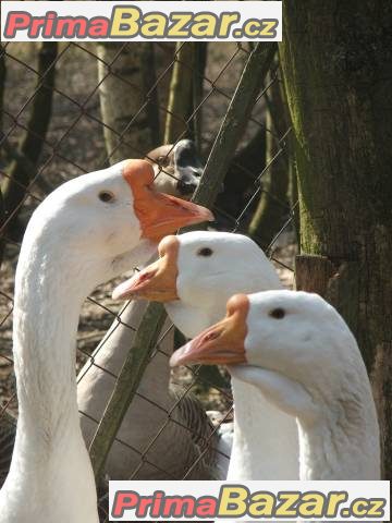 Líheň čistokrevné drůbeže z renomovaných chovů: – fotografie 1
