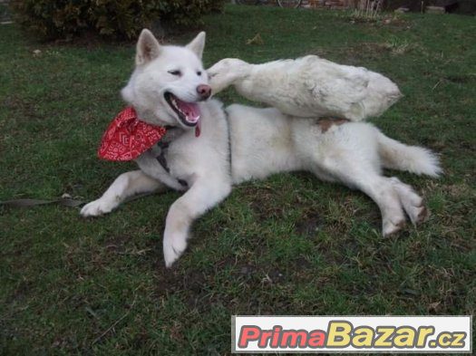 Husky kryti – fotografie 4