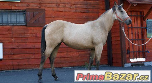 Paint horse klisna – fotografie 2