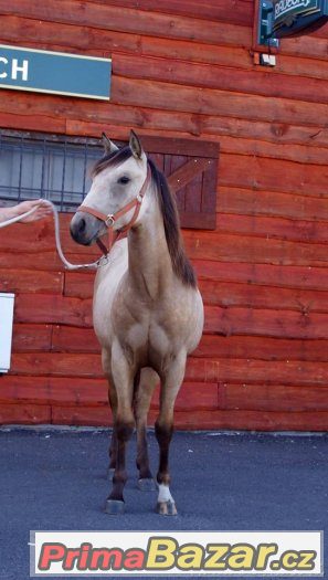 Paint horse klisna – fotografie 3