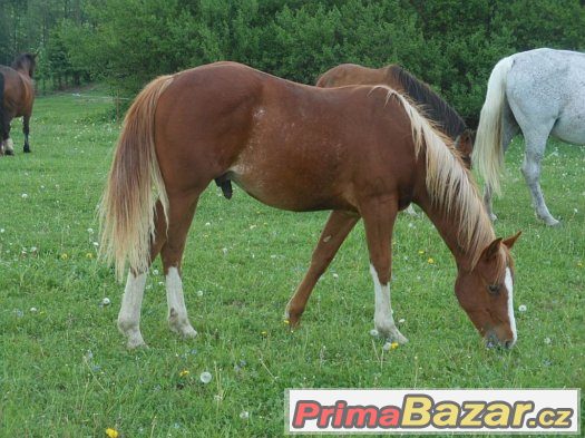 QH hřebec 2letý – fotografie 4