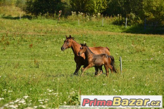 Appaloosa hřebeček 5/2016 – fotografie 2