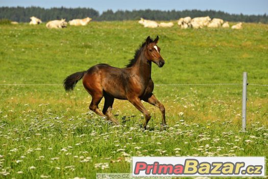 Appaloosa hřebeček 5/2016 – fotografie 3