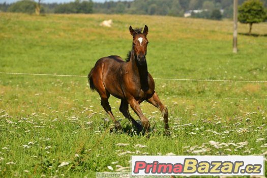 Appaloosa hřebeček 5/2016 – fotografie 4