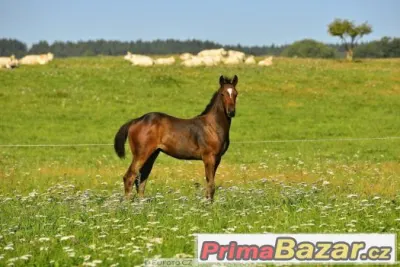 Appaloosa hřebeček 5/2016