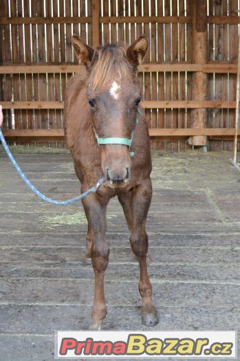 Quarter horse hřebeček – fotografie 1