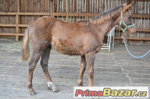 Quarter horse hřebeček – fotografie 2