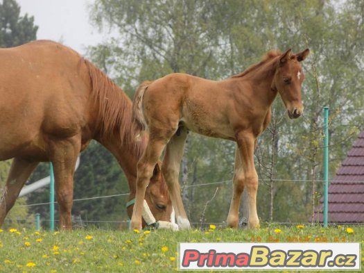 Quarter horse hřebeček – fotografie 3