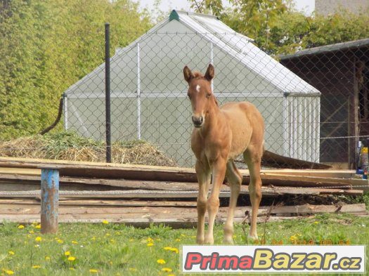Quarter horse hřebeček – fotografie 4