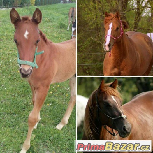 Quarter horse hřebeček – fotografie 5
