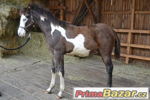 Paint horse hřebeček – fotografie 3