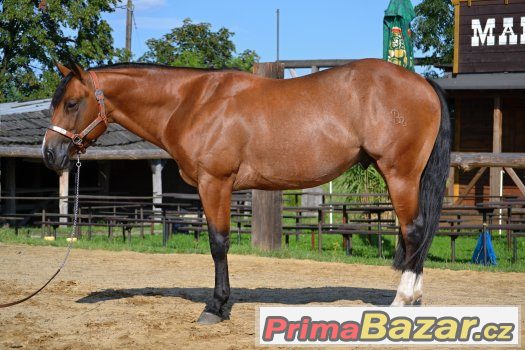 Připouštění Quarter horse hřebcem - BR Sparky Hollywood – fotografie 2