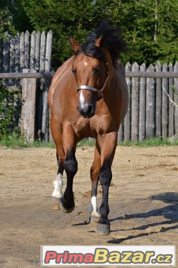 Připouštění Quarter horse hřebcem - BR Sparky Hollywood – fotografie 3