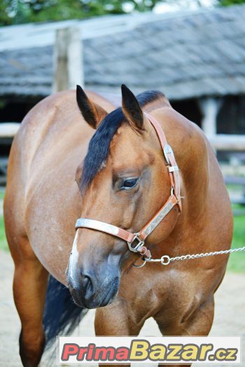 Připouštění Quarter horse hřebcem - BR Sparky Hollywood – fotografie 4