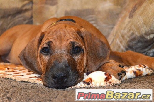Rhodéský ridgeback – fotografie 1