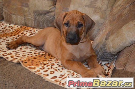 Rhodéský ridgeback – fotografie 2
