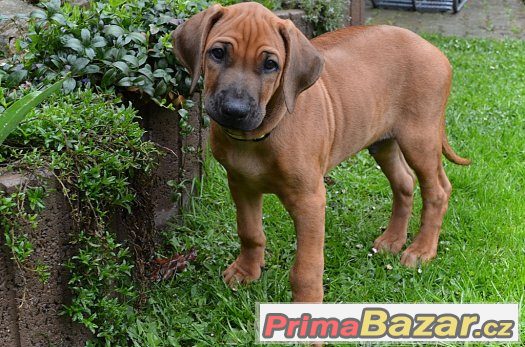 Rhodéský ridgeback – fotografie 3