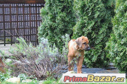 Rhodéský ridgeback – fotografie 4