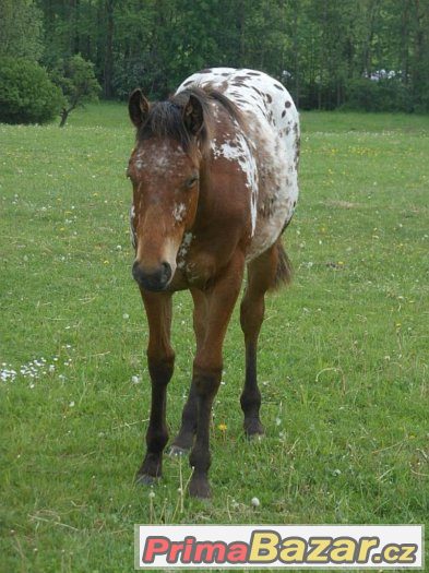 Appaloosa klisna roční – fotografie 2