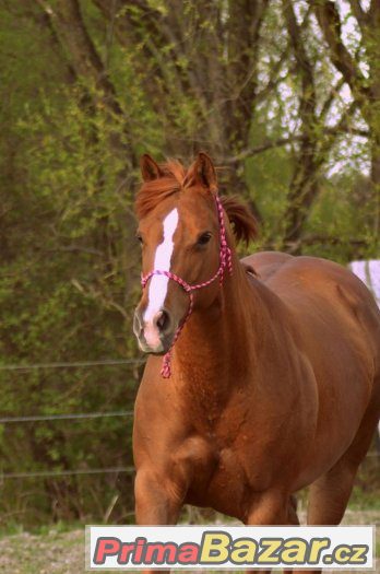 Quarter horse klisna – fotografie 1