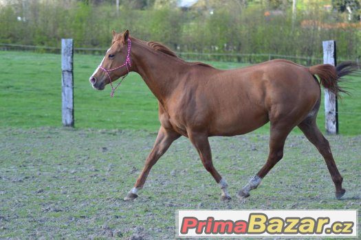 Quarter horse klisna – fotografie 2