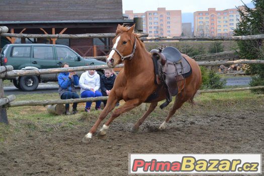 Quarter horse klisna – fotografie 3