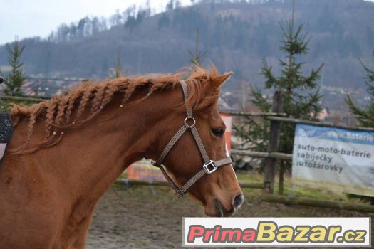Quarter horse klisna – fotografie 4