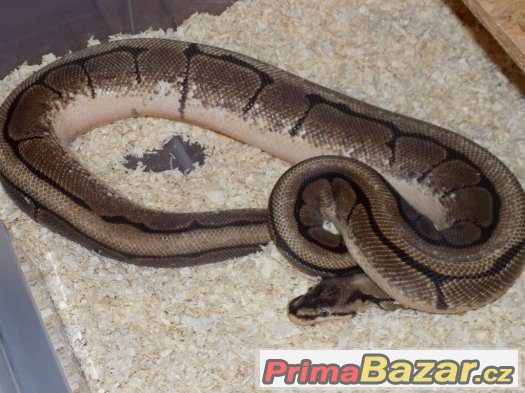 Krajta královská (Python regius) – fotografie 1