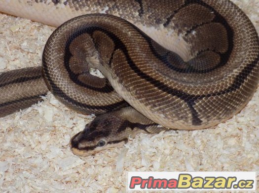 Krajta královská (Python regius) – fotografie 2